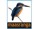 Logo of the channel "Maasranga TV"
